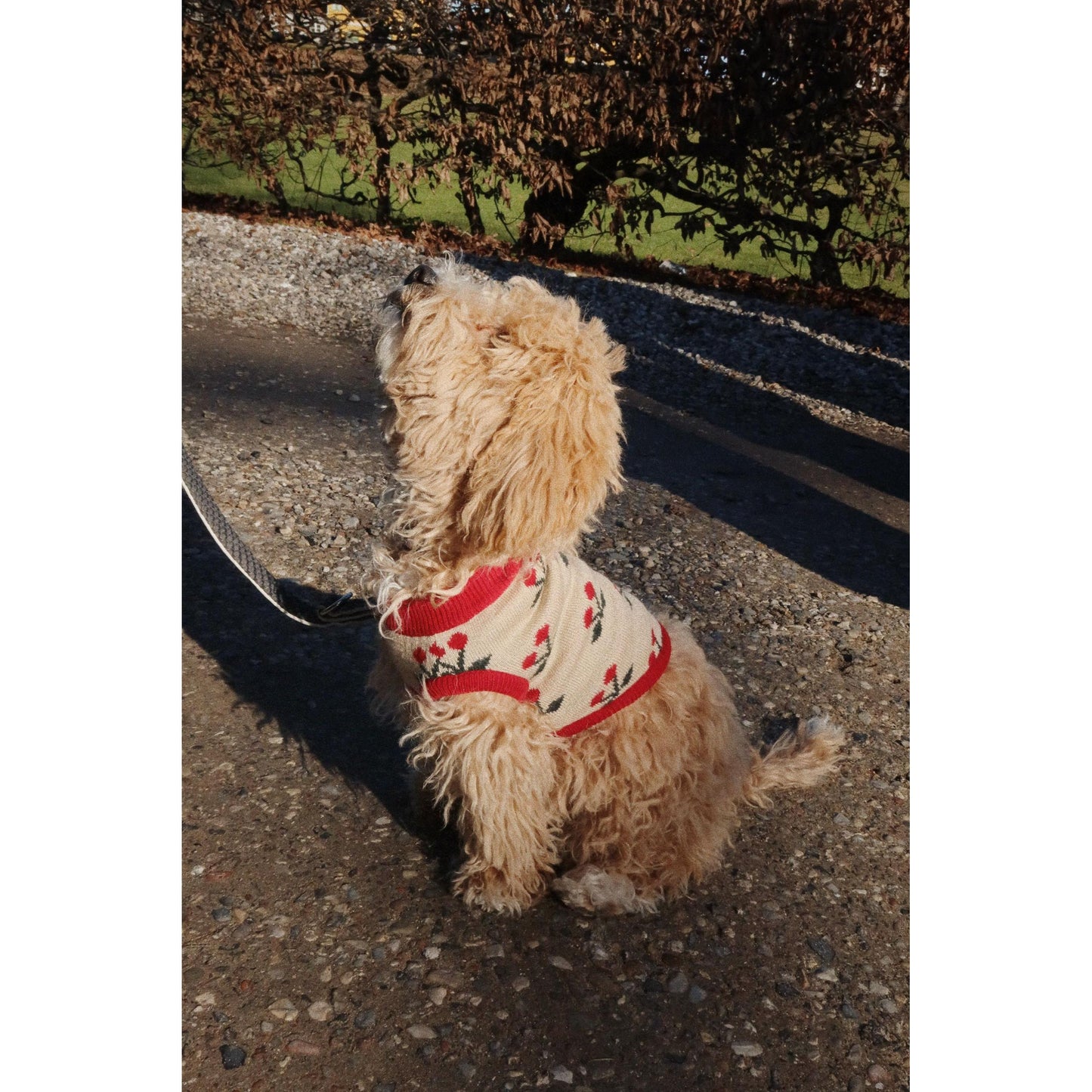 Knit dog vest - Cherry